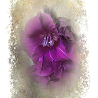 Buy canvas prints of Purple Gladiolas by Judy Hall-Folde