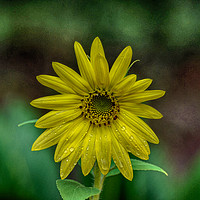 Buy canvas prints of Brilliant Yellow Flower by Judy Hall-Folde