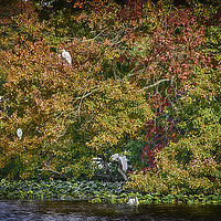 Buy canvas prints of Rookery in Autumn by Judy Hall-Folde