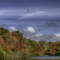 Buy canvas prints of Autumn Tranquility by Judy Hall-Folde