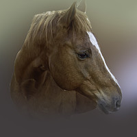 Buy canvas prints of Portrait of a Horse by Judy Hall-Folde