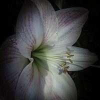 Buy canvas prints of Spring Morning Amaryllis by Judy Hall-Folde