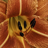 Buy canvas prints of Day Lily Macro by Judy Hall-Folde
