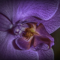 Buy canvas prints of Deep Purple Orchid by Judy Hall-Folde