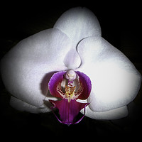 Buy canvas prints of Inside the Orchid by Judy Hall-Folde