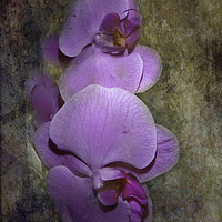 Buy canvas prints of Purple Orchids by Judy Hall-Folde