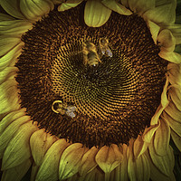 Buy canvas prints of Sharing the Sunflower by Judy Hall-Folde