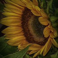 Buy canvas prints of Sunflower Beauty by Judy Hall-Folde