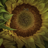 Buy canvas prints of Sunflower Splendor by Judy Hall-Folde