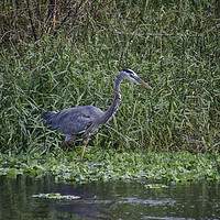 Buy canvas prints of Great Blue Heron by Judy Hall-Folde