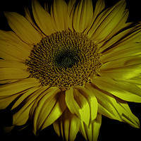 Buy canvas prints of Sunflower Close Up by Judy Hall-Folde