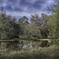 Buy canvas prints of Rodman Country by Judy Hall-Folde