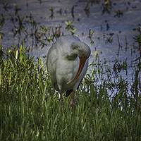 Buy canvas prints of White Ibis by Judy Hall-Folde