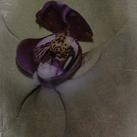 Buy canvas prints of Orchid Macro by Judy Hall-Folde