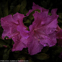 Buy canvas prints of Raindrop Laden Azalea by Judy Hall-Folde