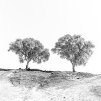 Buy canvas prints of Minimal trees by Sean Needham