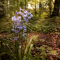 Buy canvas prints of Bluebells by P H