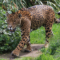 Buy canvas prints of Jaguar by P H