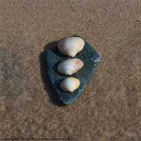 Buy canvas prints of Stone and shells by P H