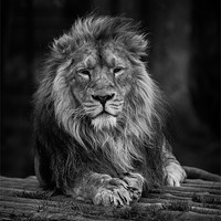 Buy canvas prints of Lion by P H