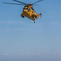 Buy canvas prints of Sea King and survivor by P H