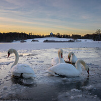 Buy canvas prints of Frozen Swan Lake by P H