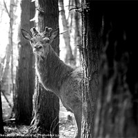 Buy canvas prints of Young Stag by john walker