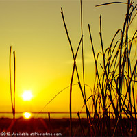 Buy canvas prints of Parkgate Grass at Sunset by john walker