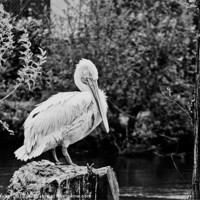 Buy canvas prints of Great White Pelican by john walker