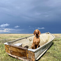 Buy canvas prints of Dog in a boat, Brancaster, Norfolk by suzie Attaway