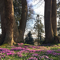 Buy canvas prints of Crocus at Killerton by suzie Attaway