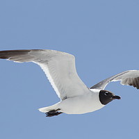 Buy canvas prints of Florida Laughing Gull in Flight by Lawrence Ott