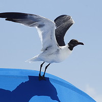 Buy canvas prints of Florida Laughing Gull by Lawrence Ott