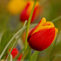 Buy canvas prints of Tulips by Andrew Ley
