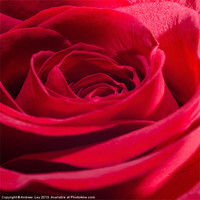 Buy canvas prints of Red Rose Close up by Andrew Ley