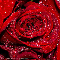 Buy canvas prints of Red Rose with water drops by Andrew Ley