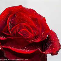 Buy canvas prints of Red Rose and water droplets by Andrew Ley