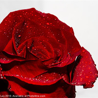 Buy canvas prints of Red Rose and water drops by Andrew Ley