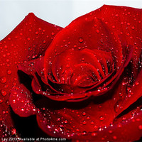 Buy canvas prints of Water drops on red rose by Andrew Ley