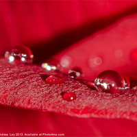 Buy canvas prints of Water drops on Red rose by Andrew Ley
