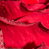 Buy canvas prints of Rose petal and water drops by Andrew Ley