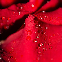 Buy canvas prints of Water on Red Rose petal by Andrew Ley