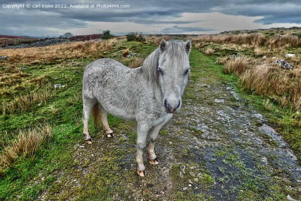 A wild welsh pony Picture Board by carl blake
