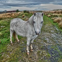 Buy canvas prints of A wild welsh pony by carl blake