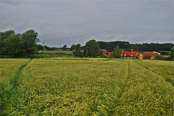 barley field Picture Board by carl blake
