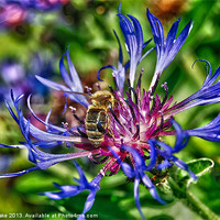 Buy canvas prints of thirsty bee by carl blake
