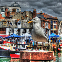Buy canvas prints of weymouth harbour  by carl blake