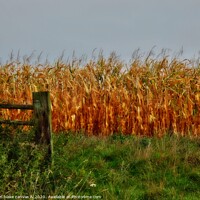 Buy canvas prints of golden harvest by carl blake