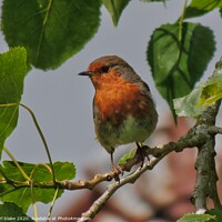 Buy canvas prints of the little robin by carl blake