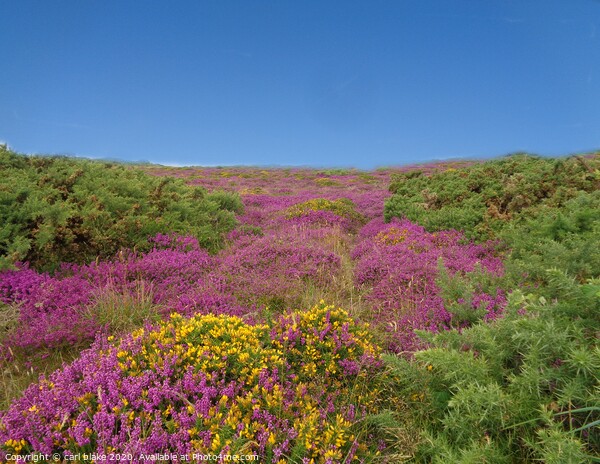  wild heather in jersey Picture Board by carl blake
